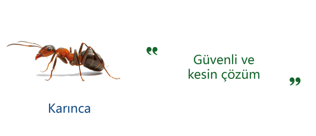 karınca