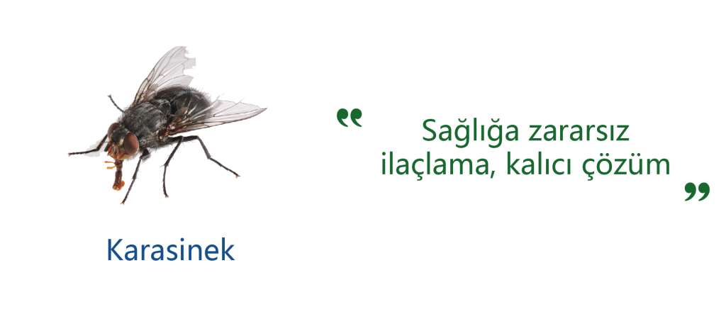 Karasinek