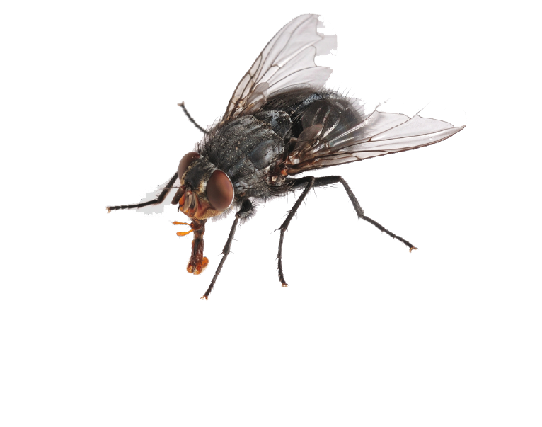 Karasinek