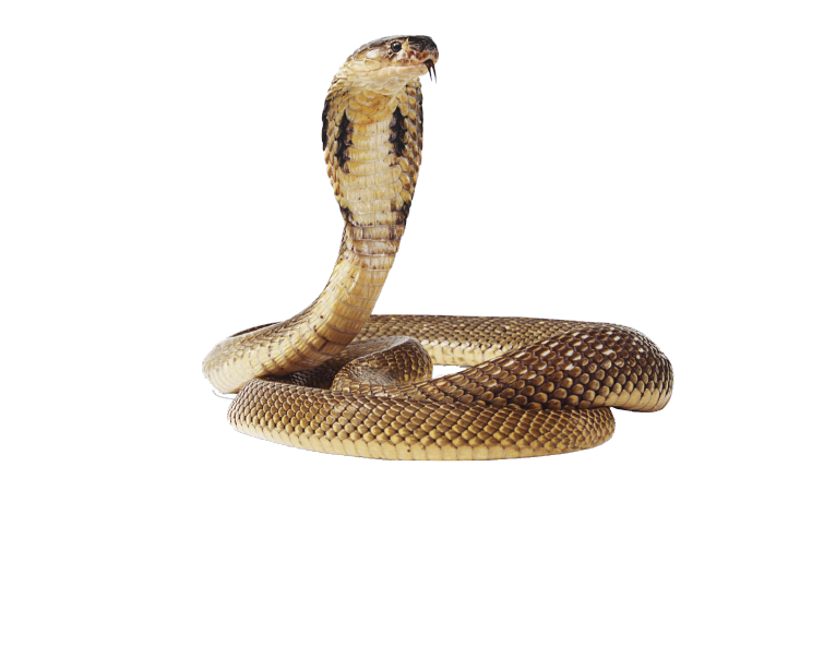 yılan
